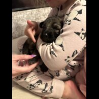 German Shepherd (Alsatian) - Both