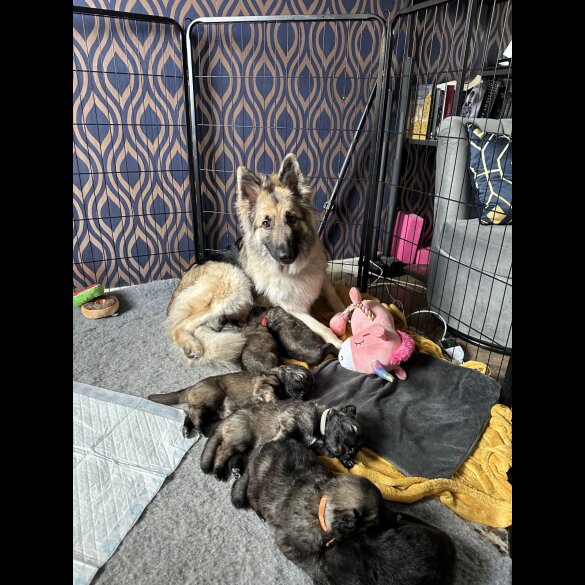German Shepherd (Alsatian) - Both