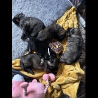 German Shepherd (Alsatian) - Both