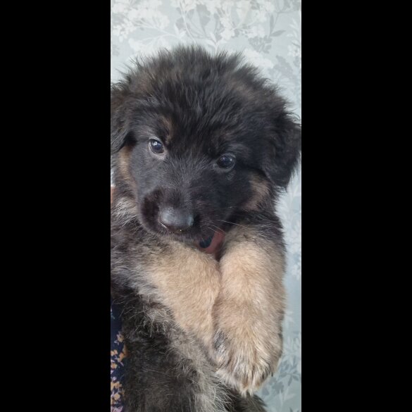 German Shepherd (Alsatian) - Both