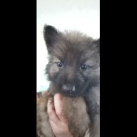 German Shepherd (Alsatian) - Both