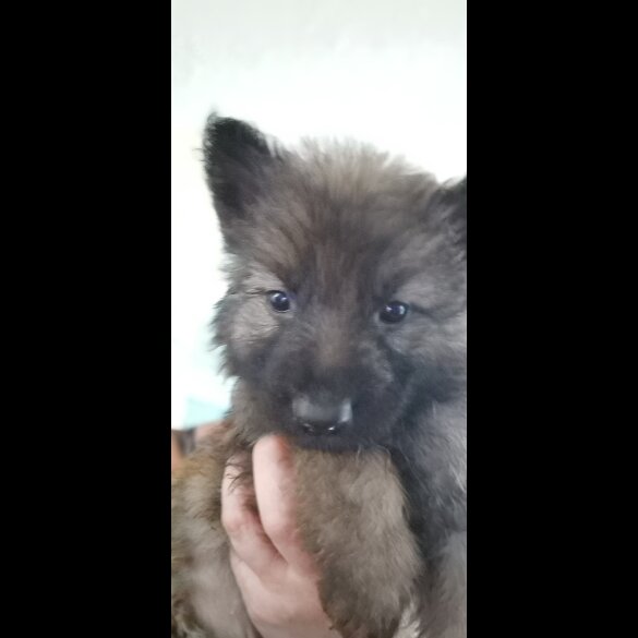 German Shepherd (Alsatian) - Both
