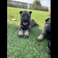 German Shepherd (Alsatian) - Both