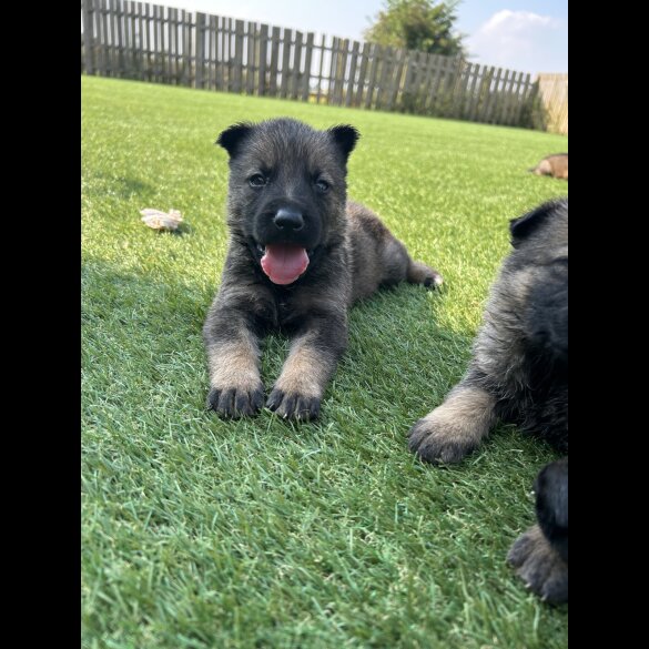 German Shepherd (Alsatian) - Both
