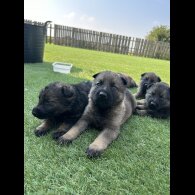 German Shepherd (Alsatian) - Both