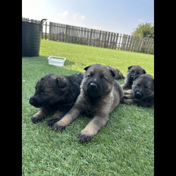 German Shepherd (Alsatian) - Both