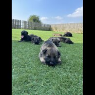 German Shepherd (Alsatian) - Both