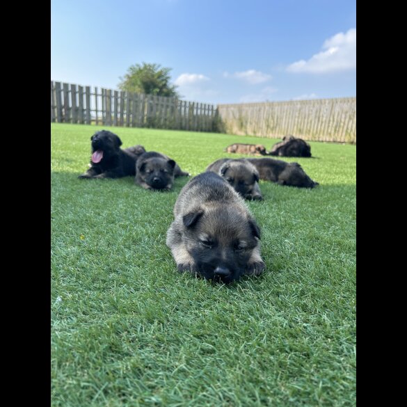 German Shepherd (Alsatian) - Both