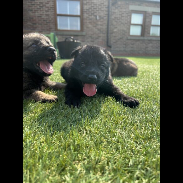 German Shepherd (Alsatian) - Both