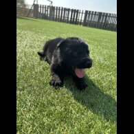 German Shepherd (Alsatian) - Both