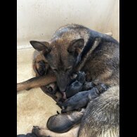German Shepherd (Alsatian) - Both