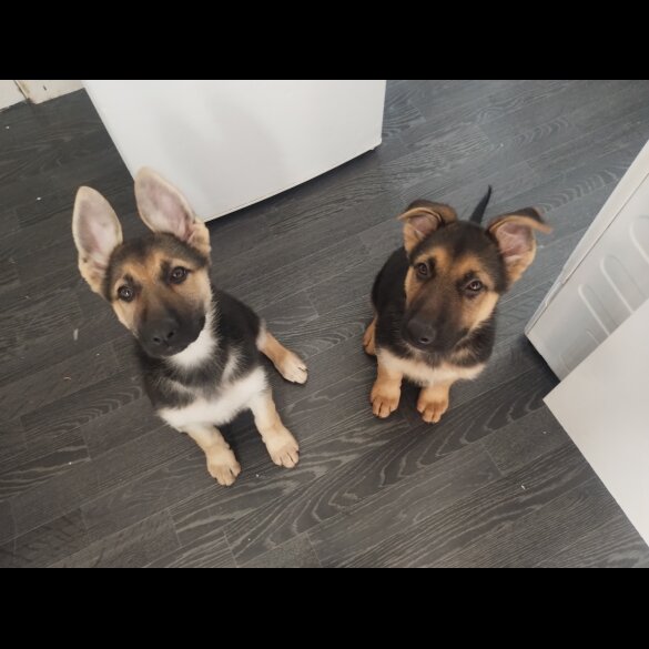German Shepherd (Alsatian) - Both