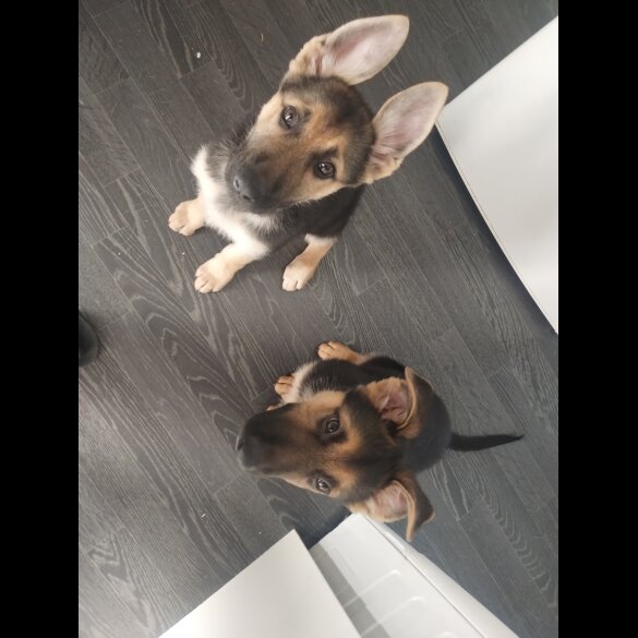German Shepherd (Alsatian) - Both