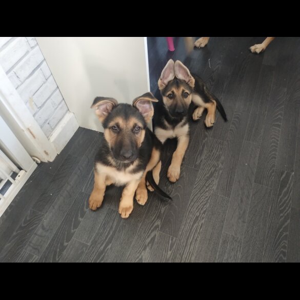 German Shepherd (Alsatian) - Both