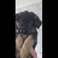 German Shepherd (Alsatian) - Dogs