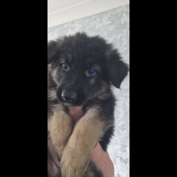 German Shepherd (Alsatian) - Dogs