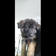 German Shepherd (Alsatian) - Dogs
