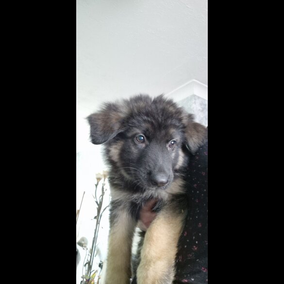 German Shepherd (Alsatian) - Dogs