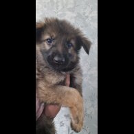 German Shepherd (Alsatian) - Dogs
