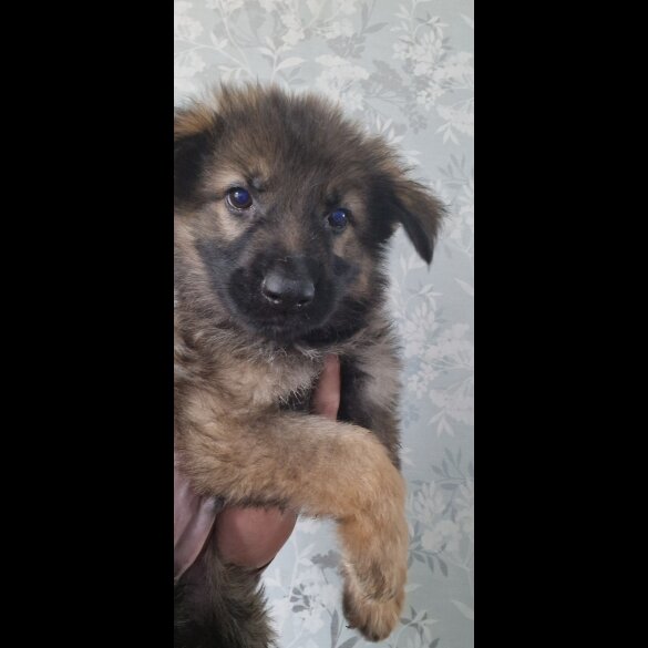 German Shepherd (Alsatian) - Dogs