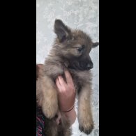 German Shepherd (Alsatian) - Dogs