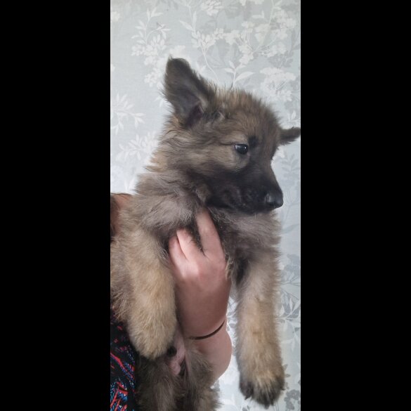 German Shepherd (Alsatian) - Dogs