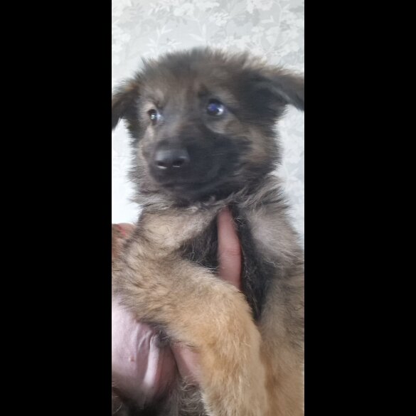 German Shepherd (Alsatian) - Dogs