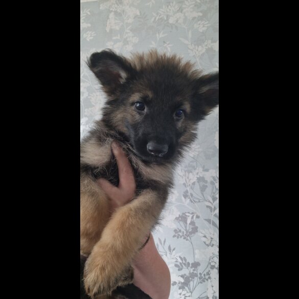 German Shepherd (Alsatian) - Dogs