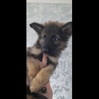 German Shepherd (Alsatian) - Dogs