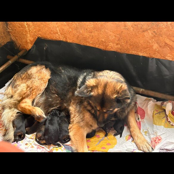 German Shepherd (Alsatian) - Dogs