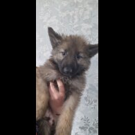 German Shepherd (Alsatian) - Both