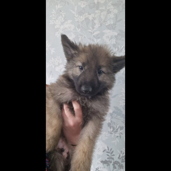German Shepherd (Alsatian) - Both