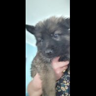 German Shepherd (Alsatian) - Both