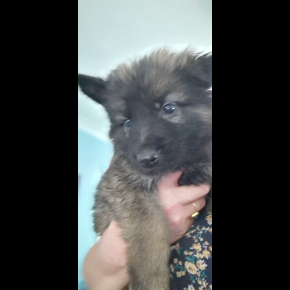 German Shepherd (Alsatian) - Both