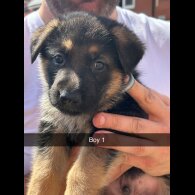 German Shepherd (Alsatian) - Both