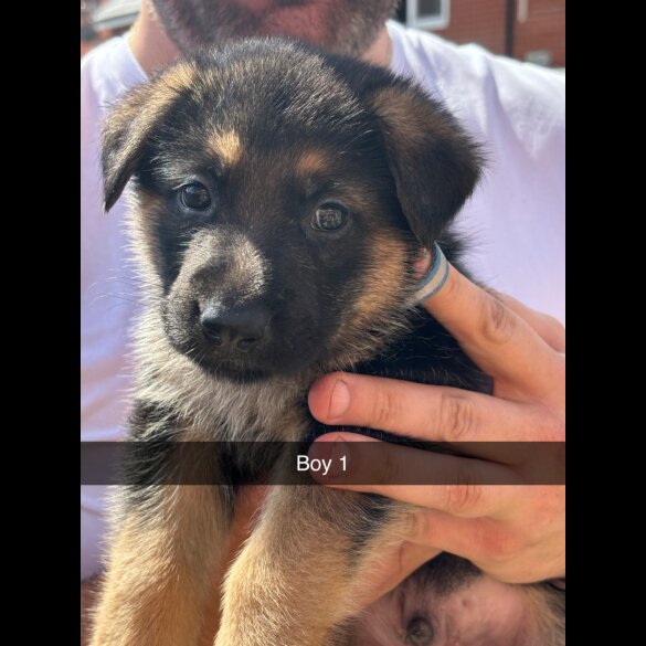 German Shepherd (Alsatian) - Both
