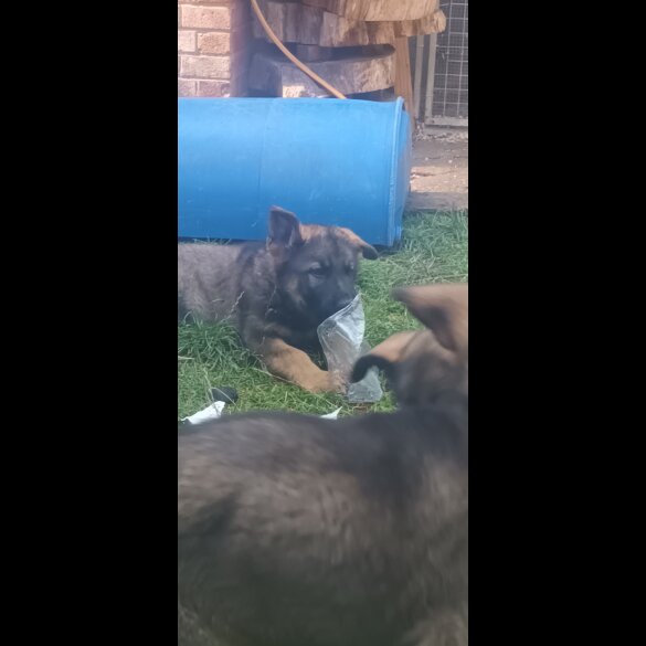 German Shepherd (Alsatian) - Both