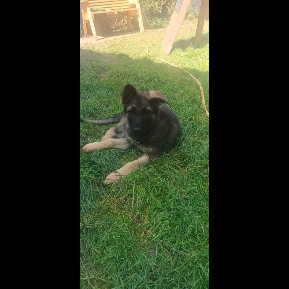 German Shepherd (Alsatian) - Both