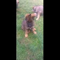 German Shepherd (Alsatian) - Both