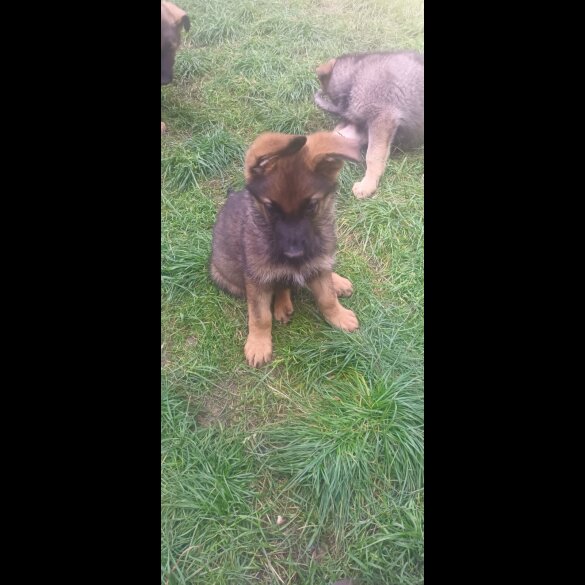 German Shepherd (Alsatian) - Both