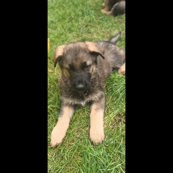 German Shepherd (Alsatian) - Both