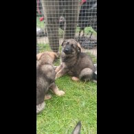 German Shepherd (Alsatian) - Both