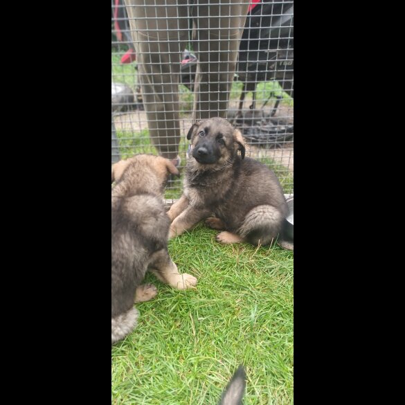 German Shepherd (Alsatian) - Both