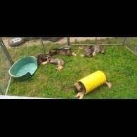 German Shepherd (Alsatian) - Both