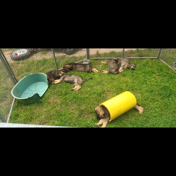 German Shepherd (Alsatian) - Both
