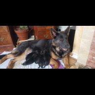 German Shepherd (Alsatian) - Both