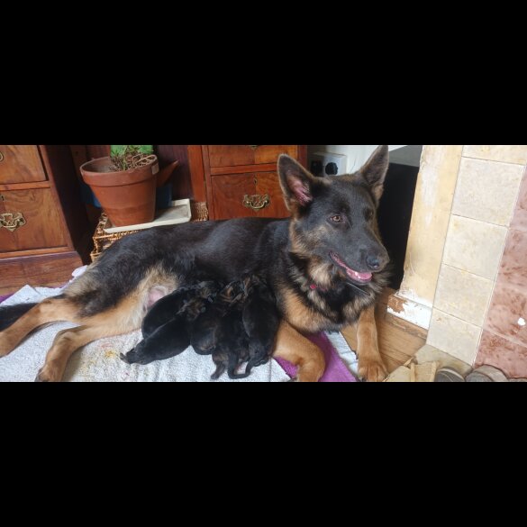 German Shepherd (Alsatian) - Both