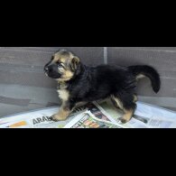 German Shepherd (Alsatian) - Both