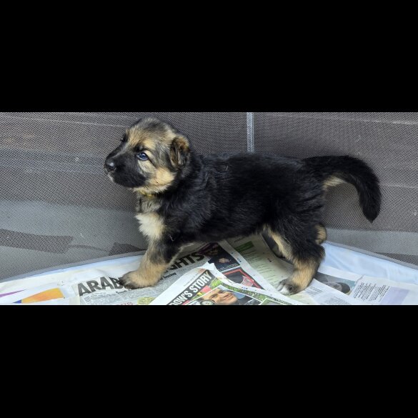 German Shepherd (Alsatian) - Both