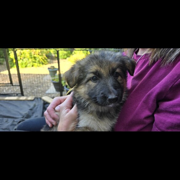 German Shepherd (Alsatian) - Both